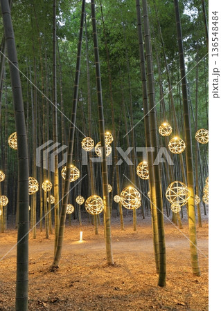 宇都宮「若竹の杜　若山農場」ライトアップ 136548484