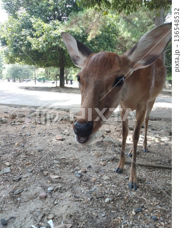 奈良公園のシカ 136548532