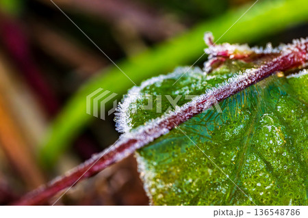 霜が降りた緑の葉と植物の茎 136548786