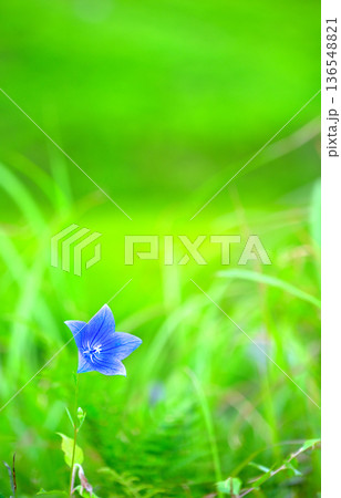 草原に咲くキキョウ 136548821