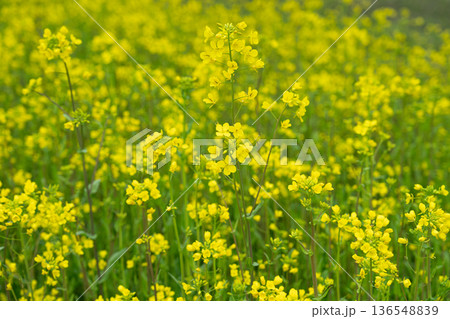 満開の菜の花 満開の菜の花 136548839