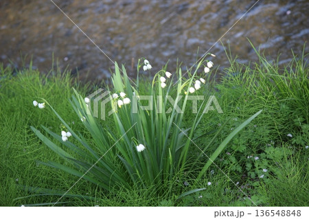 水辺に生える草 スズラン 水辺に生える草 スズラン 136548848