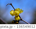 春の訪れを告げるロウバイの花 136549012