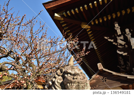 北野天満宮 三光門 咲き始めた白梅と狛犬(京都市上京区) 北野天満宮 三光門 咲き始めた白梅と狛犬(京都市上京区) 136549181