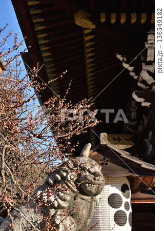 北野天満宮 三光門 咲き始めた白梅と狛犬(京都市上京区) 北野天満宮 三光門 咲き始めた白梅と狛犬(京都市上京区) 136549182
