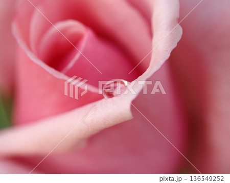 ​バラの花びらと一滴 136549252