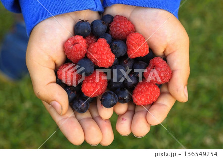 Small boy holding in his hands red raspberries and dark blue Saskatoon berries, lat. Amelanchier alnifolia. Small boy holding in his hands red raspberries and dark blue Saskatoon berries, lat. Amelanchier alnifolia. 136549254