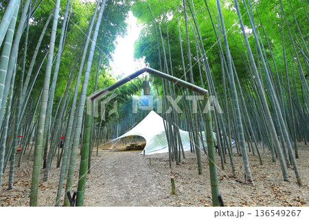 宇都宮「若山の杜　若竹農場」竹林 136549267