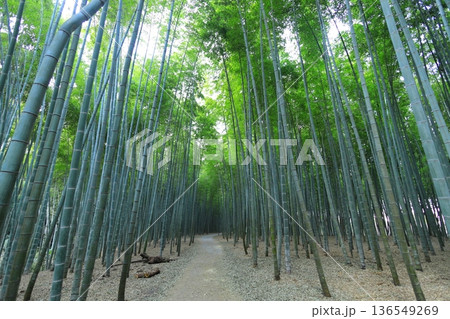 宇都宮「若山の杜 若竹農場」竹林 宇都宮「若山の杜 若竹農場」竹林 136549269