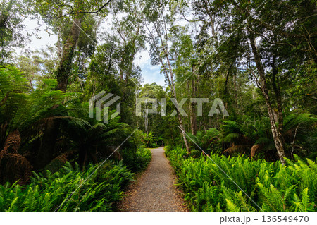 Hogarth Falls near Strahan in Tasmania Australia Hogarth Falls near Strahan in Tasmania Australia 136549470