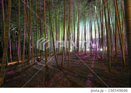 宇都宮「若竹の杜　若山農場」ライトアップ  136549686