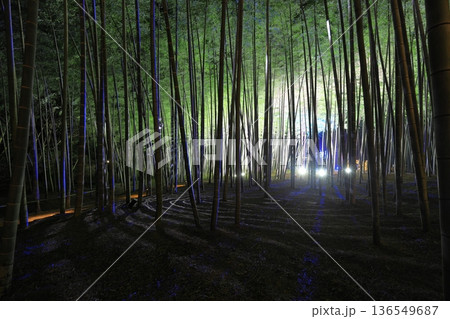 宇都宮「若竹の杜　若山農場」ライトアップ  136549687