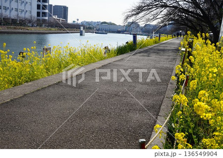 川沿いの歩道から見た菜の花が咲き誇る散歩道　2月品川153菜の花としながわ花海道 136549904