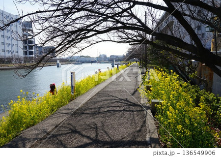 川沿いの歩道から見た菜の花が咲き誇る散歩道 2月品川155菜の花としながわ花海道 川沿いの歩道から見た菜の花が咲き誇る散歩道 2月品川155菜の花としながわ花海道 136549906