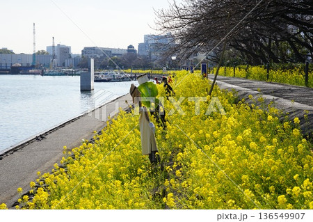 菜の花が咲き乱れる水辺の遊歩道 2月品川156菜の花としながわ花海道 菜の花が咲き乱れる水辺の遊歩道 2月品川156菜の花としながわ花海道 136549907
