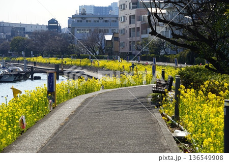 菜の花が咲き乱れる水辺の遊歩道　2月品川157菜の花としながわ花海道 136549908