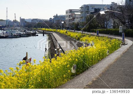 菜の花が咲き乱れる水辺の遊歩道　2月品川159菜の花としながわ花海道 136549910