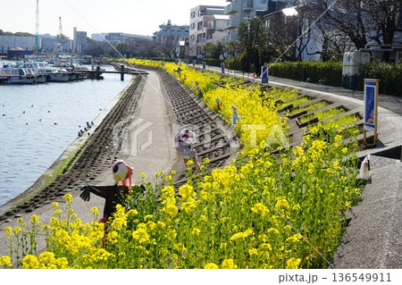 菜の花が咲き乱れる水辺の遊歩道 2月品川160菜の花としながわ花海道 菜の花が咲き乱れる水辺の遊歩道 2月品川160菜の花としながわ花海道 136549911