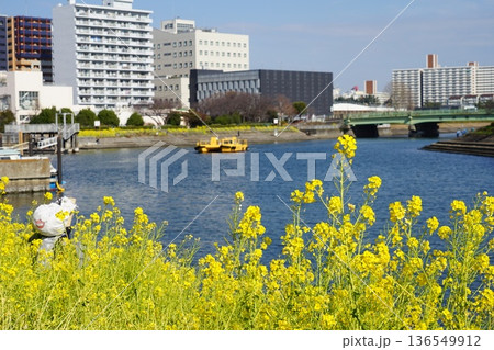 菜の花と運河を走る船　2月品川161菜の花としながわ花海道 136549912