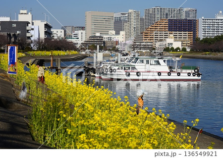 船だまりと菜の花が咲き乱れる水辺の遊歩道 2月品川170船だまりと菜の花・しながわ花海道 船だまりと菜の花が咲き乱れる水辺の遊歩道 2月品川170船だまりと菜の花・しながわ花海道 136549921