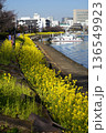 船だまりと菜の花が咲き乱れる水辺の遊歩道　2月品川172船だまりと菜の花・しながわ花海道 136549923