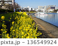 船だまりと菜の花が咲き乱れる水辺の遊歩道　2月品川173船だまりと菜の花・しながわ花海道 136549924