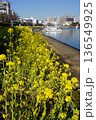 船だまりと菜の花が咲き乱れる水辺の遊歩道　2月品川174船だまりと菜の花・しながわ花海道 136549925
