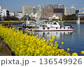 船だまりと菜の花が咲き乱れる水辺の遊歩道　2月品川175船だまりと菜の花・しながわ花海道 136549926