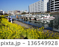 船だまりと菜の花が咲き乱れる水辺の遊歩道　2月品川177船だまりと菜の花・しながわ花海道 136549928
