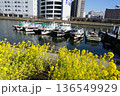 船だまりと菜の花が咲き乱れる水辺の遊歩道　2月品川178船だまりと菜の花・しながわ花海道 136549929