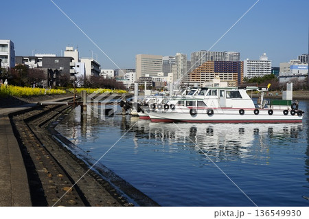 船だまりと菜の花が咲き乱れる水辺の遊歩道 2月品川179船だまりと菜の花・しながわ花海道 船だまりと菜の花が咲き乱れる水辺の遊歩道 2月品川179船だまりと菜の花・しながわ花海道 136549930