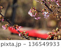 咲き始めた桜とお休み処　2月品川182河津桜としながわ花海道 136549933