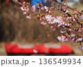 咲き始めた桜とお休み処　2月品川183河津桜としながわ花海道 136549934