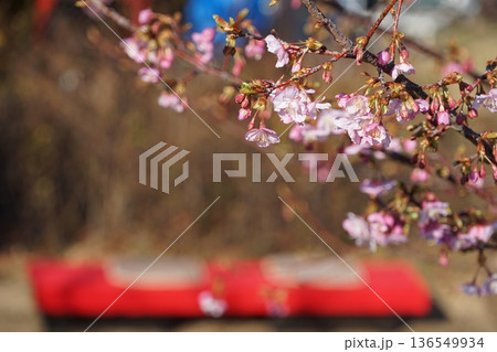咲き始めた桜とお休み処 2月品川183河津桜としながわ花海道 咲き始めた桜とお休み処 2月品川183河津桜としながわ花海道 136549934