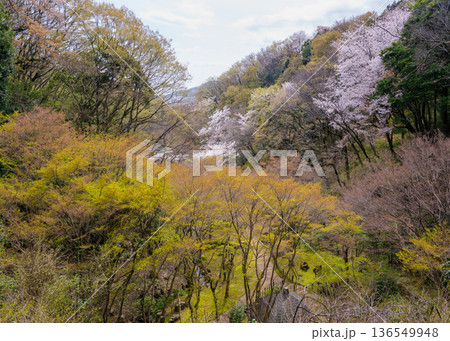 七沢森林公園の遊歩道沿いから新緑の間に満開の桜が見える風景 七沢森林公園の遊歩道沿いから新緑の間に満開の桜が見える風景 136549948