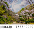 七沢森林公園のであいの広場に桜が満開に咲いている風景 136549949