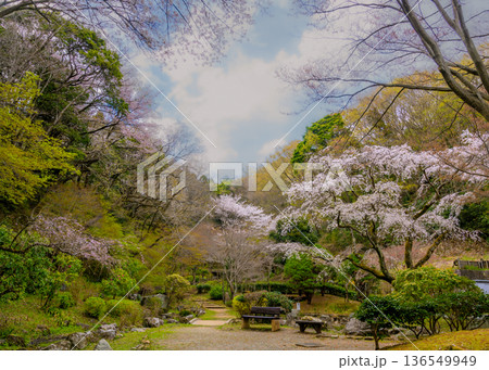 七沢森林公園のであいの広場に桜が満開に咲いている風景 136549949