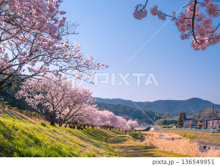 南足柄市広町パークゴルフ場周辺の春めき桜が満開の風景 136549951