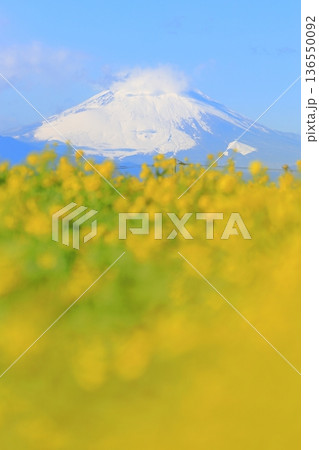 ソレイユの丘　菜の花と富士山 136550092