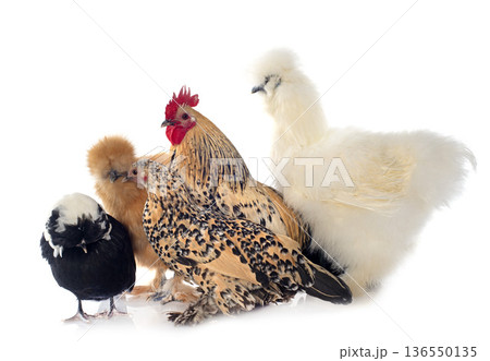 group of bantam chicken group of bantam chicken 136550135