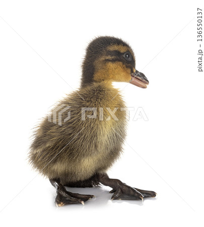 duckling in studio 136550137