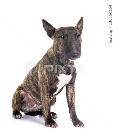 miniature bull terrier in studio miniature bull terrier in studio 136550154