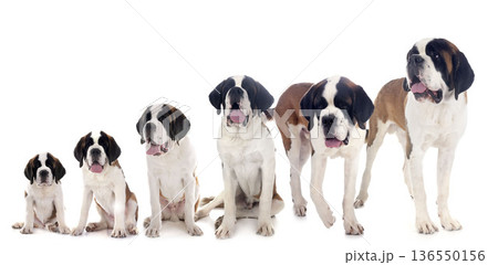 puppies saint bernard in studio 136550156