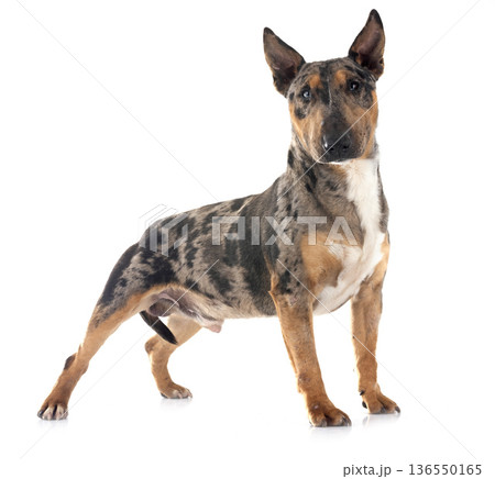 miniature bull terrier in studio miniature bull terrier in studio 136550165