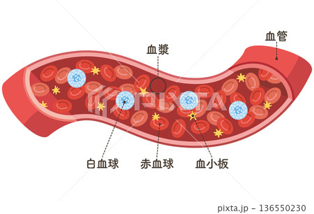 血管を流れる細胞たち（名称あり） 136550230