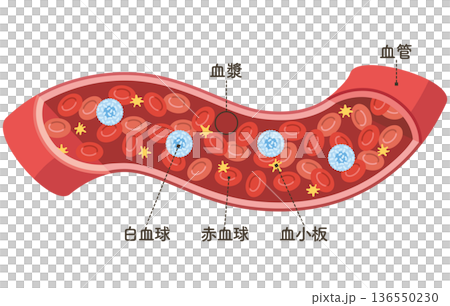 血管を流れる細胞たち（名称あり） 136550230