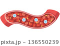血管を流れる細胞たち（名称なし） 136550239
