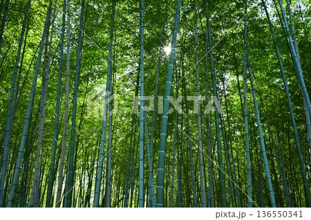 竹林を見上げる 136550341