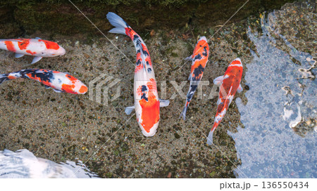 Colorful carp fish swim by Koi no Mizube Michi street, Shimabara 136550434
