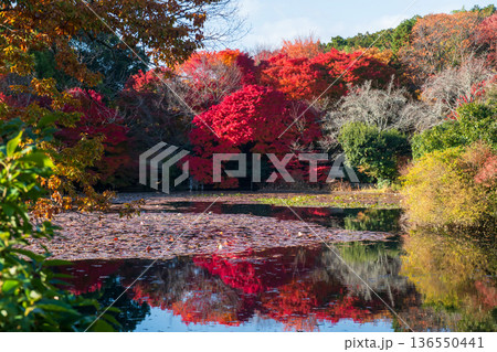 Ryoan-ji Temple garden and pond with autumn colors, Kyoto Ryoan-ji Temple garden and pond with autumn colors, Kyoto 136550441